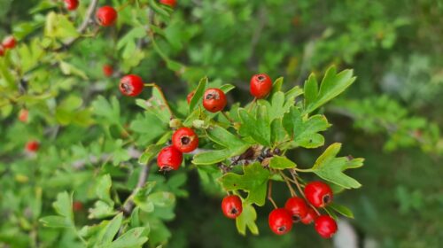 Glog: zdravilna rastlina za srce in darilo narave