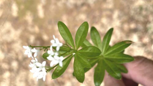 Cómo vivir más verde sin grandes gastos