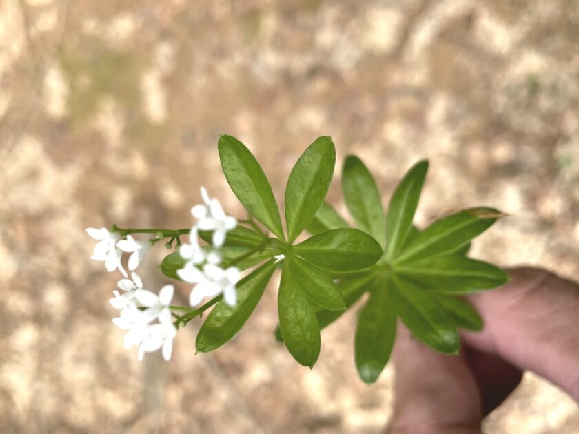Cómo vivir más verde sin grandes gastos