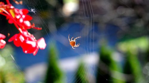 Algoritmi norijo: obisk pada, obleganje vsebin pa narašča