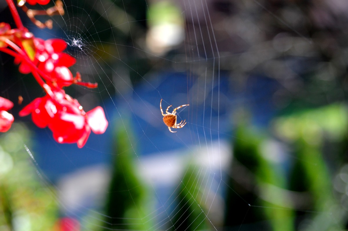 pajki-algoritmi-mreža